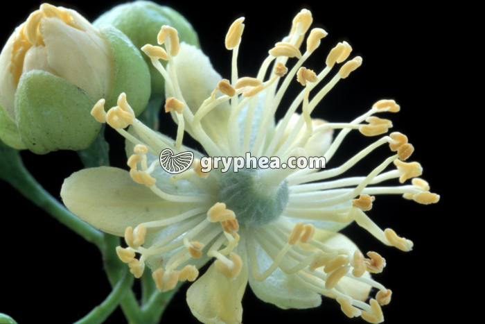 Tilleul (Tilia platyphyllos) - Fleur épanouie - gryphea.com